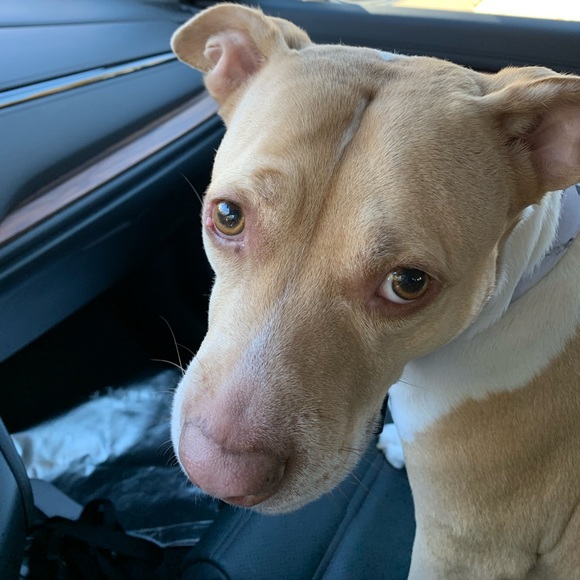 Meet your Posher, Courtney - Picture 1 of 1